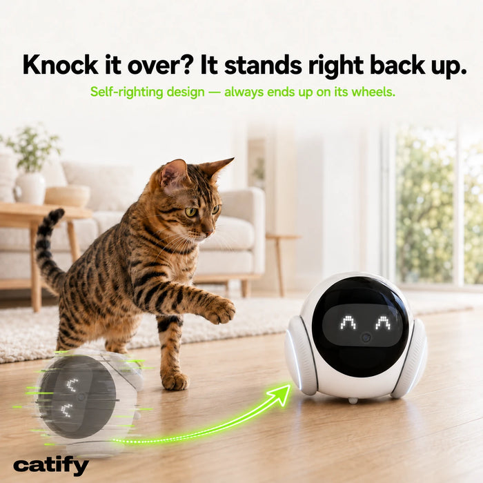 Catpanion