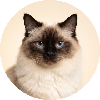 Mochi